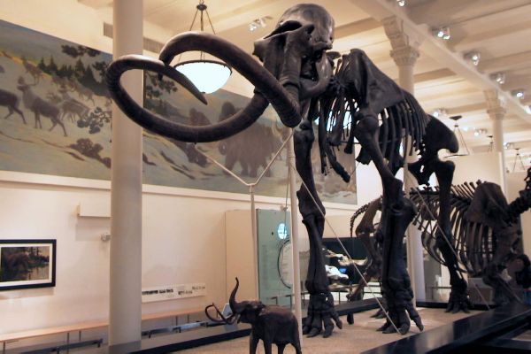 American_museum_of_natural_history-Mammoth.jpg