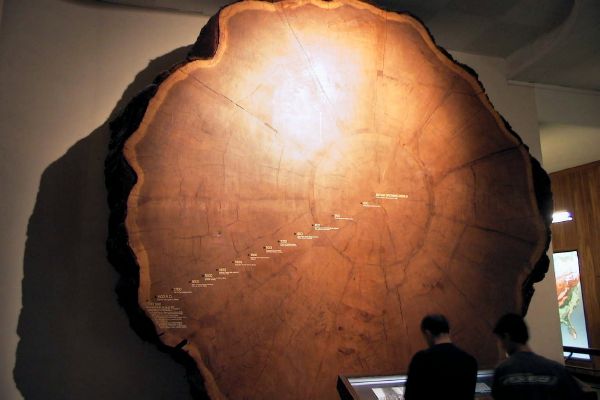 American_museum_of_natural_history-Sequoia.jpg