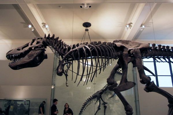 American_museum_of_natural_history-dinosaur.jpg