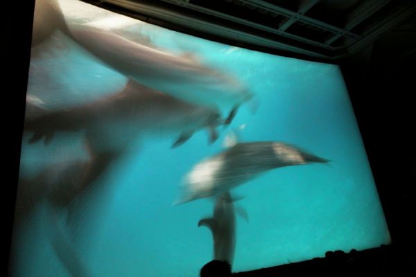 American_museum_of_natural_history-iMax_movie.jpg