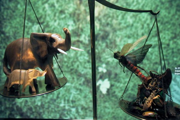 Zoo-Bronx_Zoo-BioMass_insects_really_counts.jpg