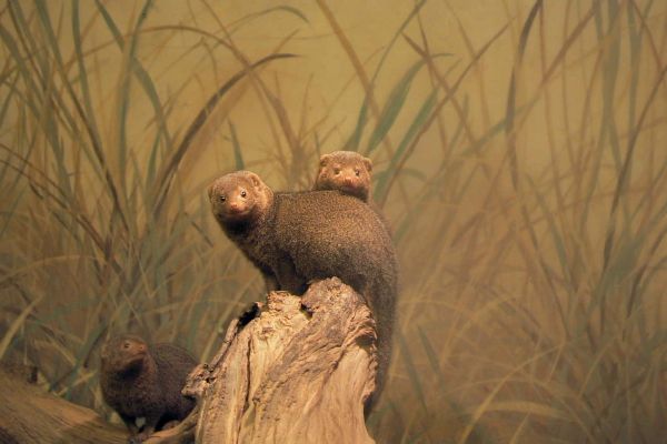 Zoo-Bronx_Zoo-Curiosity_kills_the_skunk.jpg