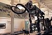American_museum_of_natural_history-Mammoth.jpg