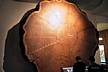 American_museum_of_natural_history-Sequoia.jpg