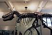 American_museum_of_natural_history-dinosaur.jpg