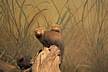 Zoo-Bronx_Zoo-Curiosity_kills_the_skunk.jpg