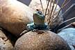 Zoo-Bronx_Zoo-twin.jpg