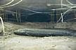 zoo-Bronx_Zoo-Lung_fish.jpg