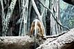 zoo-Bronx_Zoo-Mooning.jpg