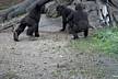 zoo-Bronx_Zoo-gorrila-charge.jpg