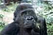 zoo-Bronx_Zoo-gorrila-expresion-1.jpg