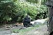 zoo-Bronx_Zoo-gorrila-expression-2.jpg