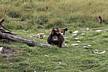 zoo-Bronx_Zoo-gorrila.JPG
