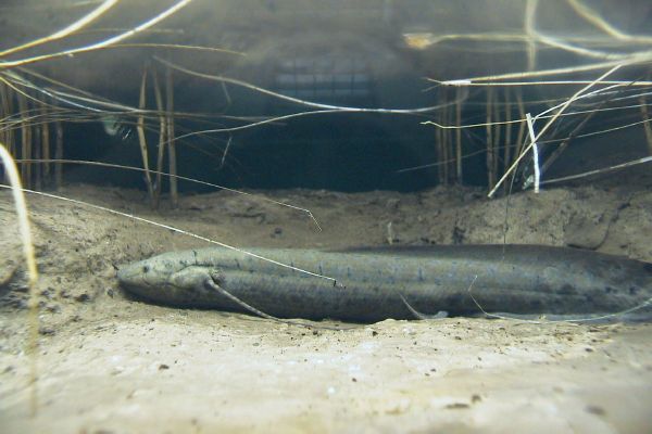 zoo-Bronx_Zoo-Lung_fish.jpg