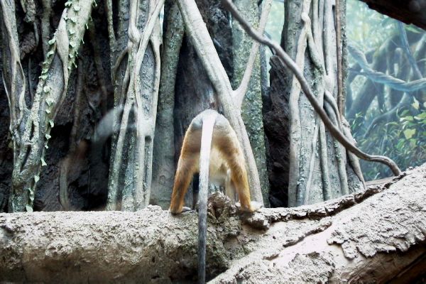 zoo-Bronx_Zoo-Mooning.jpg