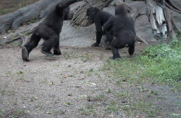 zoo-Bronx_Zoo-gorrila-charge.jpg