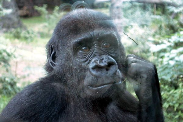 zoo-Bronx_Zoo-gorrila-expresion-1.jpg