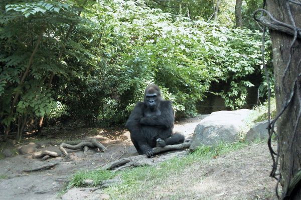 zoo-Bronx_Zoo-gorrila-expression-2.jpg