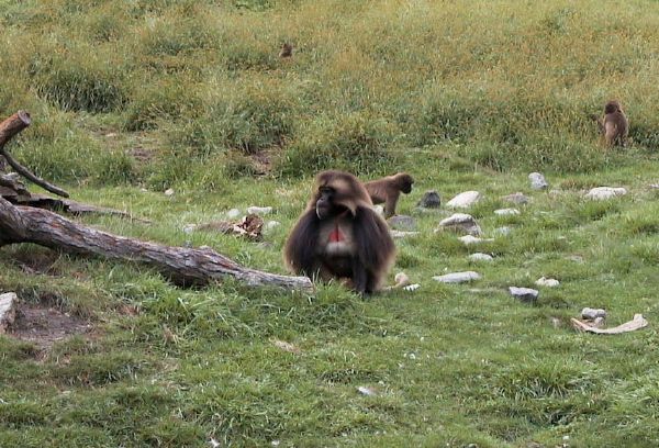 zoo-Bronx_Zoo-gorrila.JPG