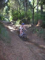 whaka forest trail