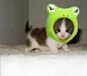 Cute Animal