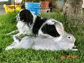 Dog & Rabbit