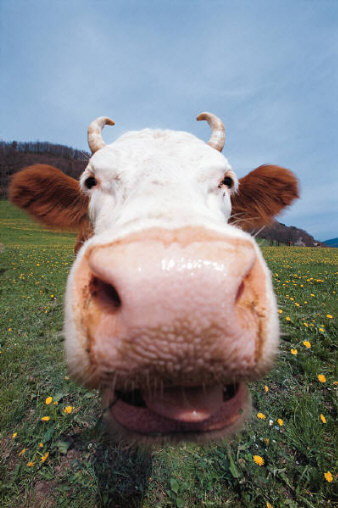hello friend! I'm Bob the Cow.