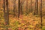 Environmental Issues