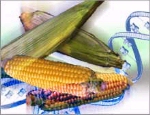 Genetically Modifed Food