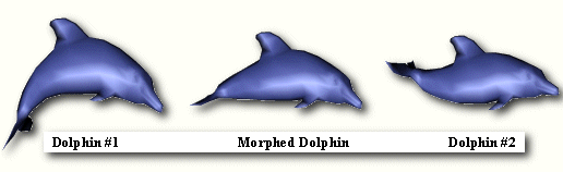 Dolphin