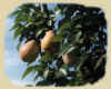 peartreepic.jpg (36591 bytes)