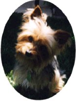 Puppy