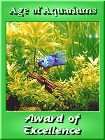 My Kind of Site Award