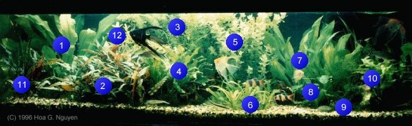Click for tank image in new window