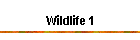 Wildlife 1