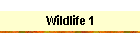 Wildlife 1