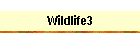 Wildlife3
