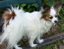 Picture of My Female Papillon Dog - Gypsy