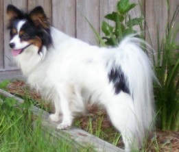 Picture of My Male Papillon Dog - Ninja