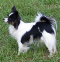 Picture of My Smallest Papillon Dog - Sally