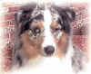 gus1sm.JPG (8532 bytes)