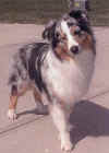 gus3sm.JPG (9922 bytes)