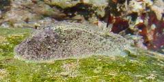 A sea slug, San Juan del Sur.