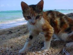 Beach Cat, Little Corn Island.