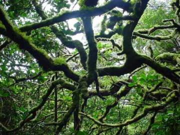 A tangled tree, Maderas Volcano, Ometepe.