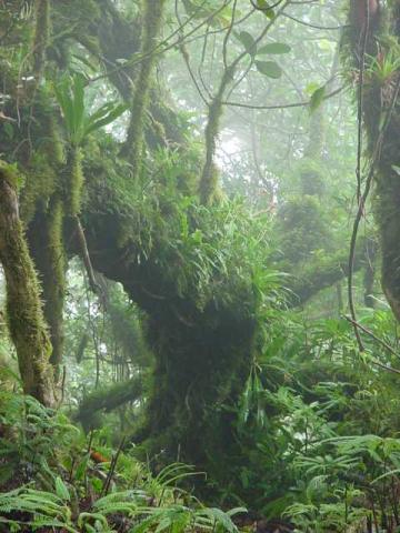 Maderas Volcano's cloud forest, Merida-side, Ometepe.