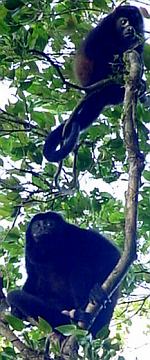 Grumpy howler monkeys, Maderas Volcano, Ometepe.