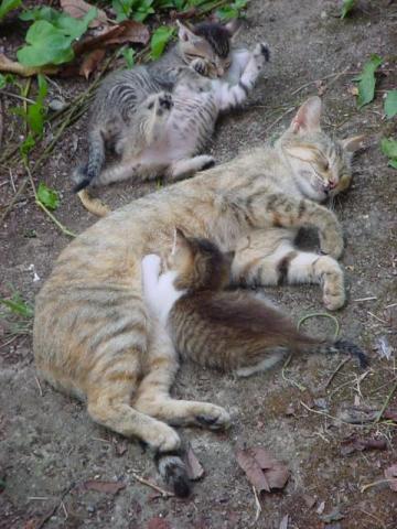 The world's cutest cat family, James goes soft in San Carlos.