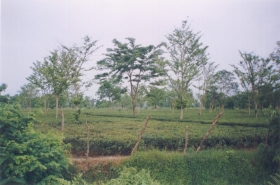 A Tea Garden, Bordumsa