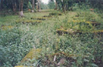 The World War II cementery